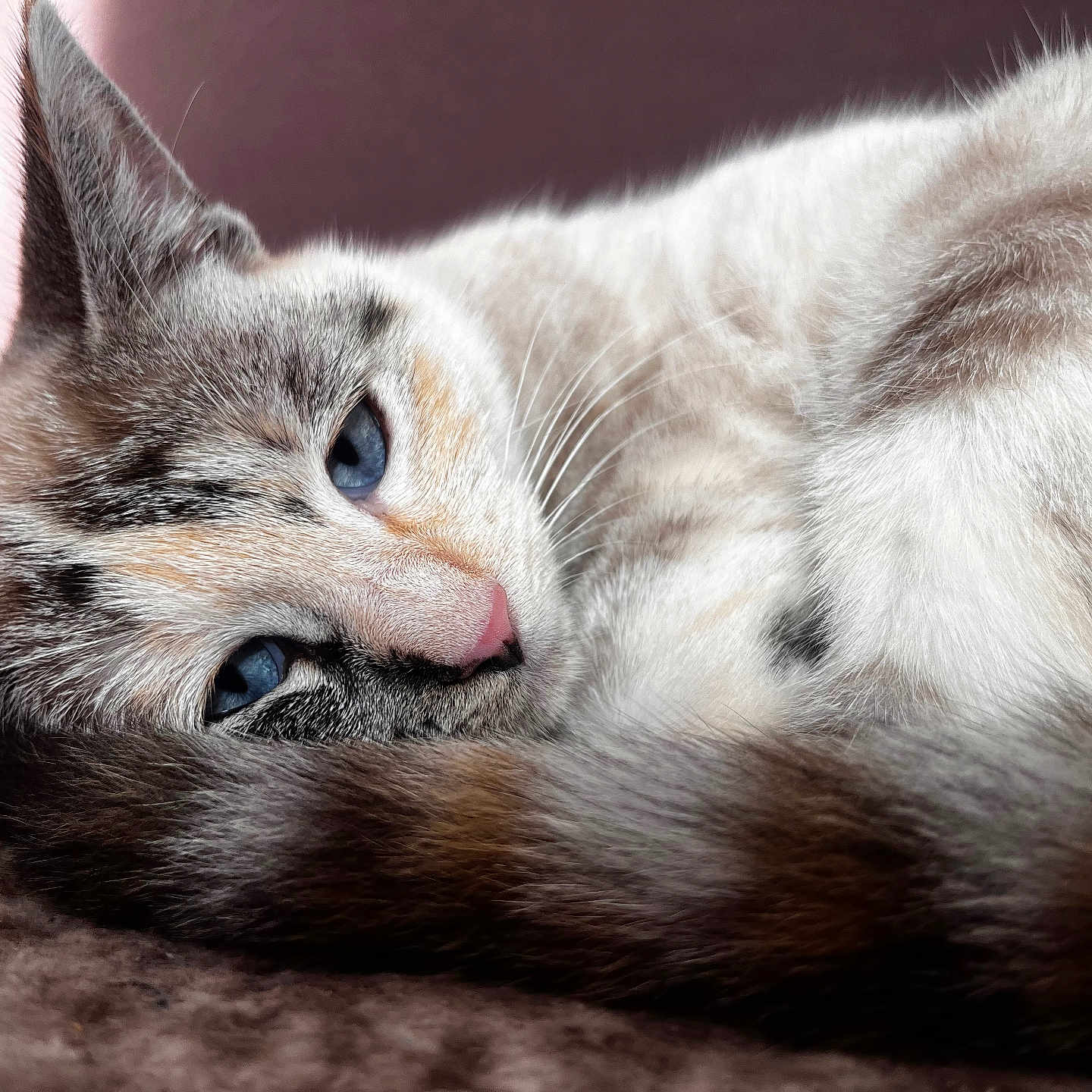 Athéna participe au concours pour gagner de l'argent avec cette photo : animal, blanket, blue_eyes, cat, close_up, cozy, curled_up, cute, domestic_animal, feline, fur, indoor, pet, pink_nose, portrait, relaxation, resting, sleepy, soft_texture, whiskers