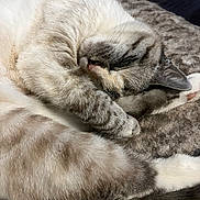 Athéna a rejoint le concours — aidez-le/la à gagner de superbes lots ! cat, sleeping, fur, paw, close_up, cozy, striped, pet, animal, resting, whiskers, soft, blanket, indoor, cute, mammal, relaxation, feline, nap, domestic_animal