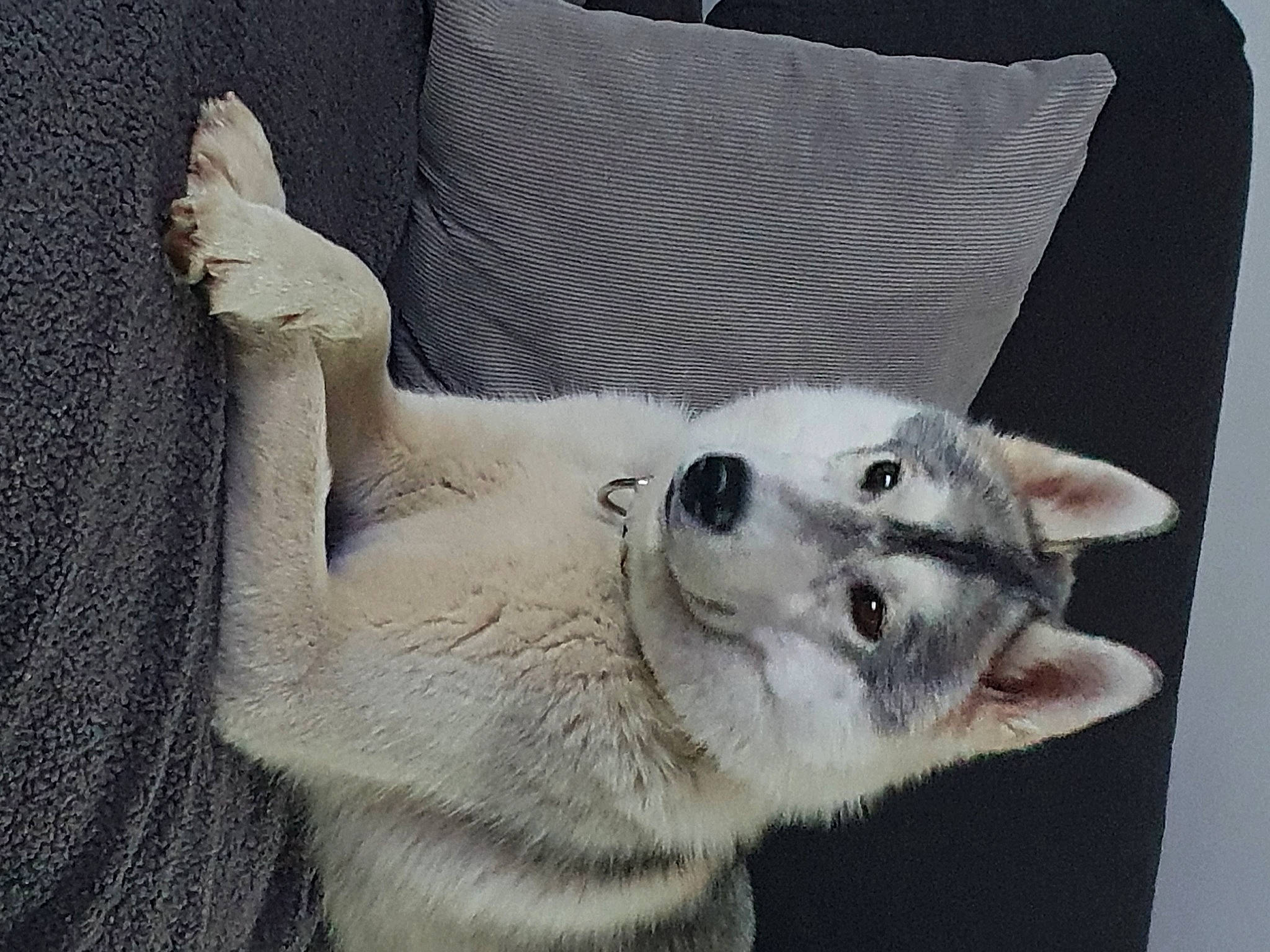 Berry a rejoint le concours — aidez-le/la à gagner de superbes lots ! canidae, carnivore, comfort, companion_dog, couch, dog, dog_breed, fawn, felidae, fur, grey, jaw, paw, small_to_medium_sized_cats, snout, sporting_group, tail, terrestrial_animal, whiskers, wildlife