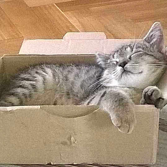 Samba