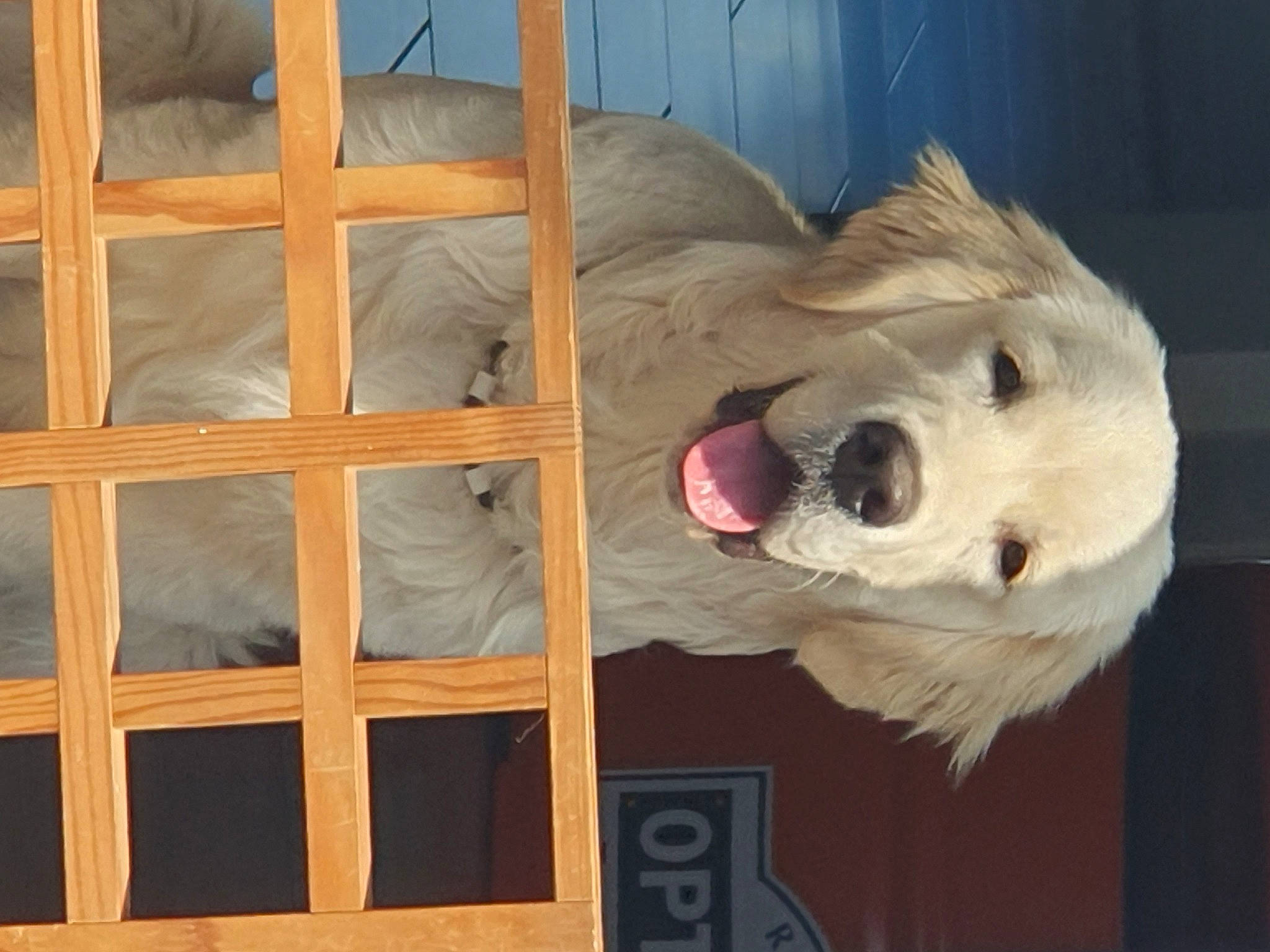 Cheuwy participe au concours pour gagner de l'argent avec cette photo : canidae, carnivore, companion_dog, dog, dog_breed, dog_supply, door, fawn, fur, hardwood, pet_supply, room, snout, sporting_group, window, wood, working_animal