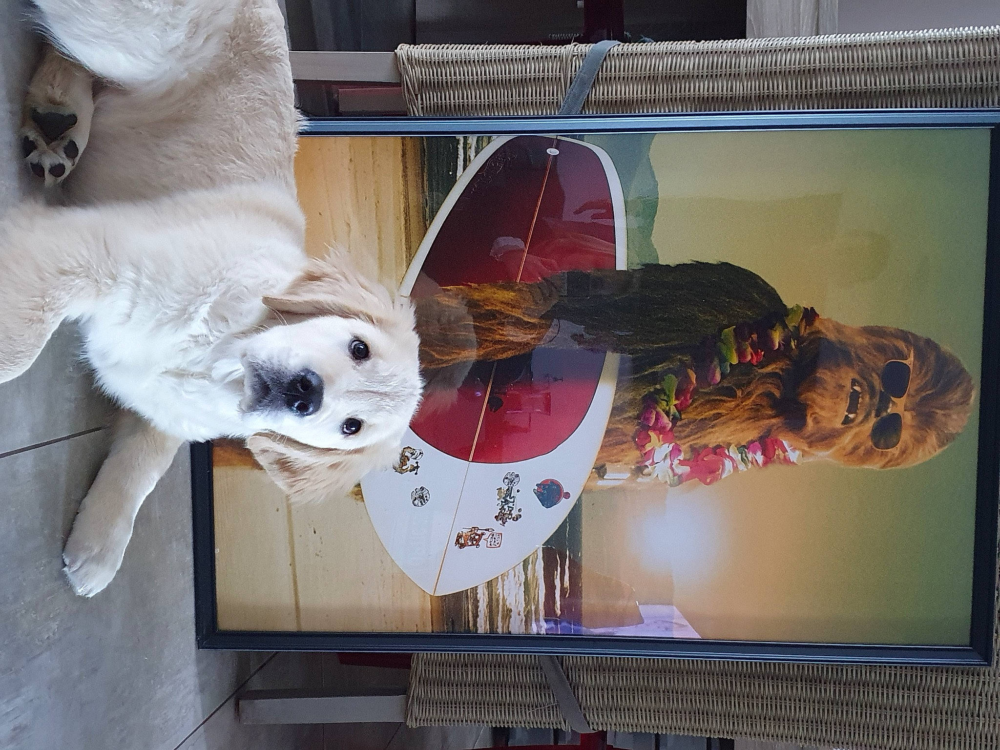 Cheuwy a rejoint le concours — aidez-le/la à gagner de superbes lots ! art, carmine, companion_dog, display_device, dog_breed, fur, plush, room, stuffed_toy, toy, visual_arts