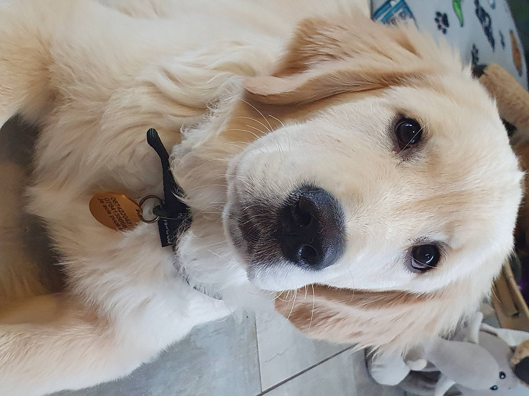 Cheuwy participe au concours pour gagner de l'argent avec cette photo : carnivore, collar, companion_dog, dog, dog_breed, dog_collar, dog_supply, ear, eyewear, fawn, fur, leash, mammal, retriever, snout, sporting_group, sunglasses, vertebrate, whiskers, working_animal