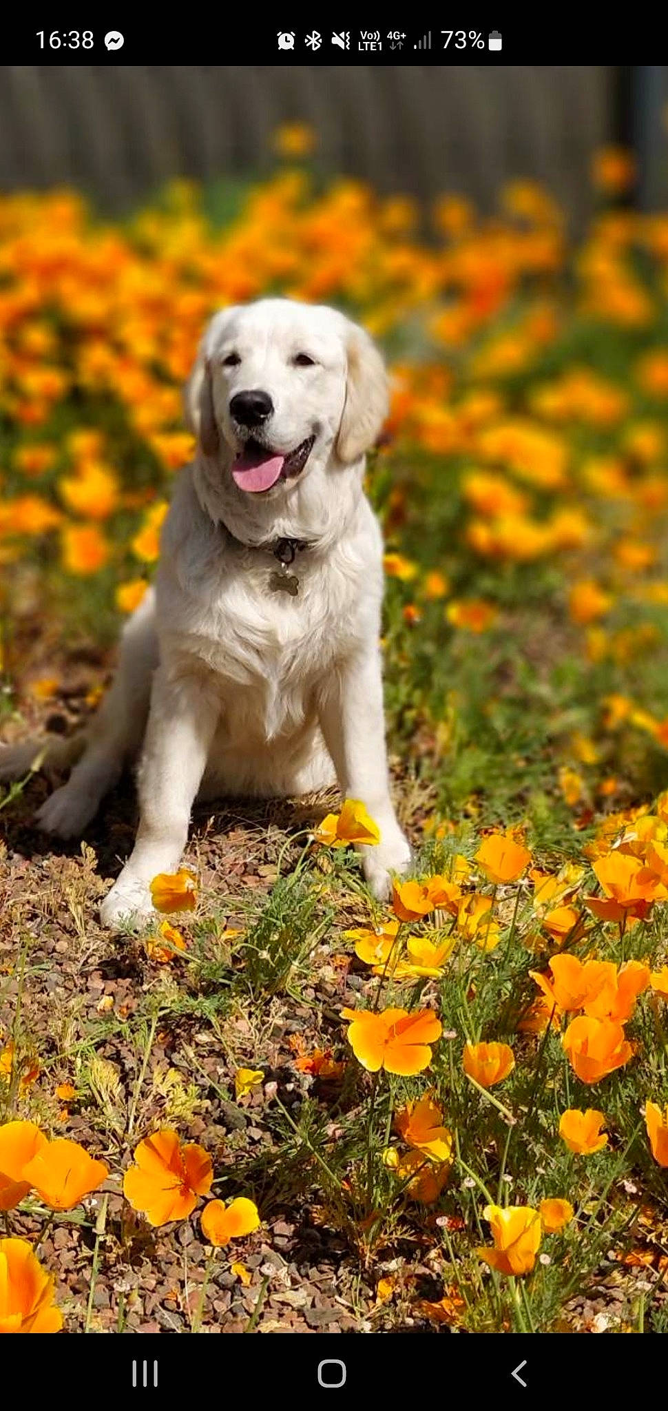 Cheuwy a rejoint le concours — aidez-le/la à gagner de superbes lots ! annual_plant, carnivore, companion_dog, dog, dog_breed, flower, flowering_plant, grass, groundcover, happy, herbaceous_plant, landscape, natural_landscape, nature, orange, people_in_nature, petal, plant, tail, yellow