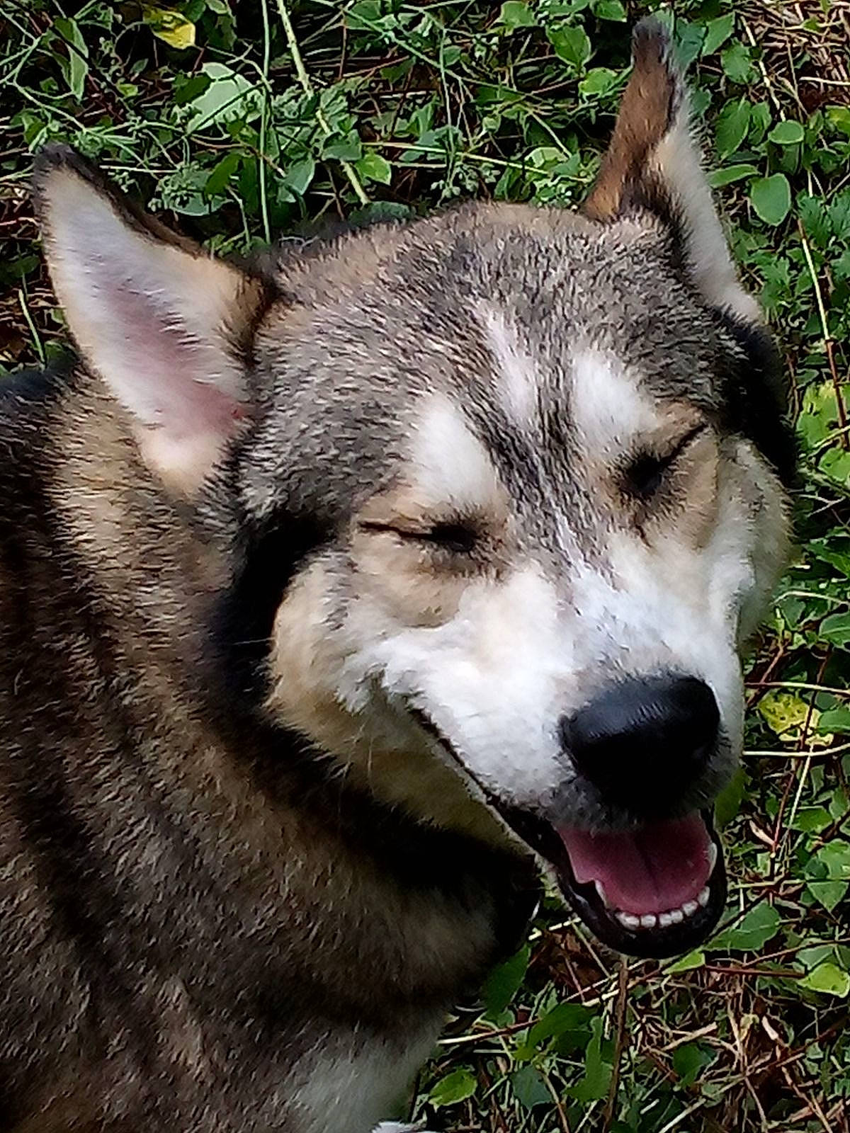 Blü is registered to the contest to win money with this photo: ancient_dog_breeds, art, canidae, canis, carnivore, dog, dog_breed, eye, fur, grass, plant, sled_dog, snout, sporting_group, terrestrial_animal, whiskers, wildlife, wolf, working_dog