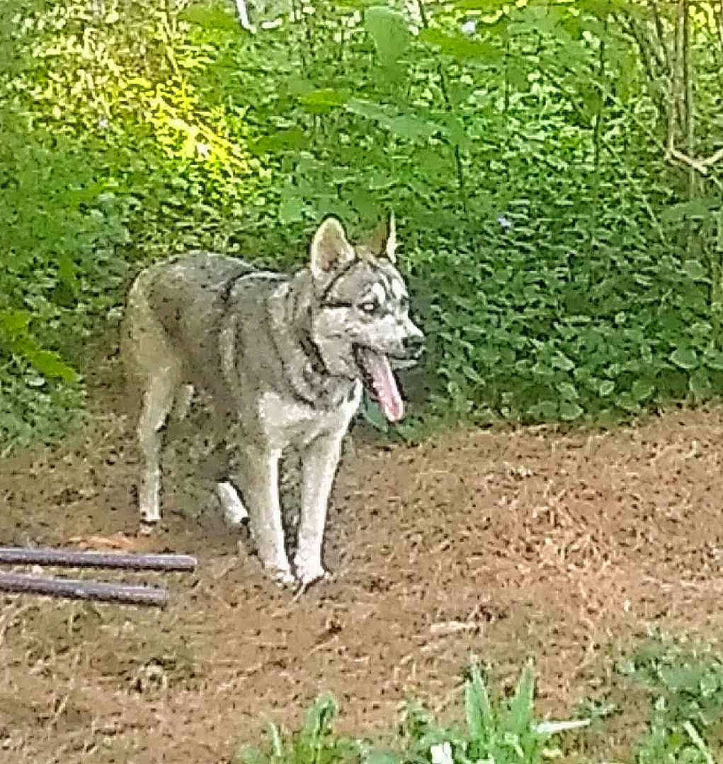 Blü is registered to the contest to win money with this photo: canidae, canis, canis_lupus_tundrarum, carnivore, coyote, dog, dog_breed, grass, groundcover, plant, snout, sporting_group, sulimov_dog, tail, terrestrial_animal, wolf, working_dog