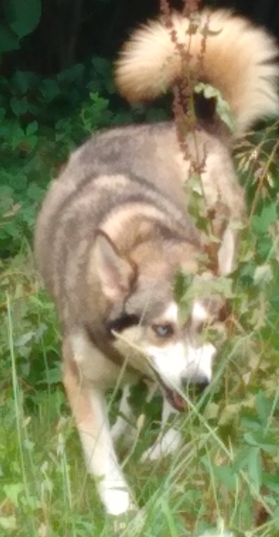 Blü joined the competition — help win amazing prizes! canidae, canis, carnivore, companion_dog, dog, dog_breed, fawn, grass, plant, sporting_group, tail, terrestrial_animal, wolf, working_dog