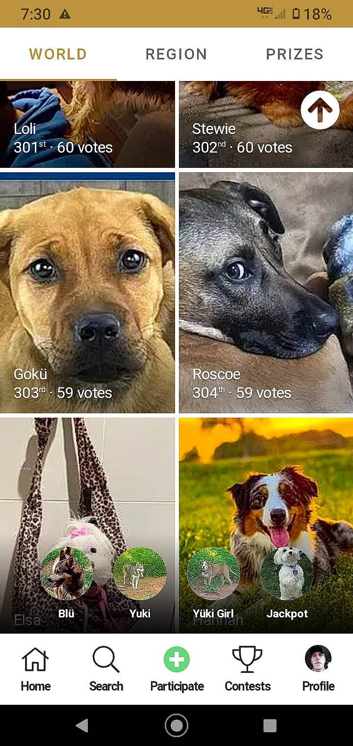 Gokü joined the competition — help win amazing prizes! art, canidae, carnivore, collage, collar, companion_dog, dog, dog_breed, dog_collar, fashion_accessory, fawn, font, fur, nature, photo_caption, plant, snout, sporting_group, whiskers, working_animal