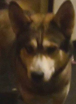 Blü is registered to the contest to win money with this photo: ancient_dog_breeds, art, canidae, canis, carnivore, companion_dog, darkness, dog, dog_breed, fur, jaw, non_sporting_group, sled_dog, snout, sporting_group, terrestrial_animal, whiskers, wildlife, wolf, working_dog