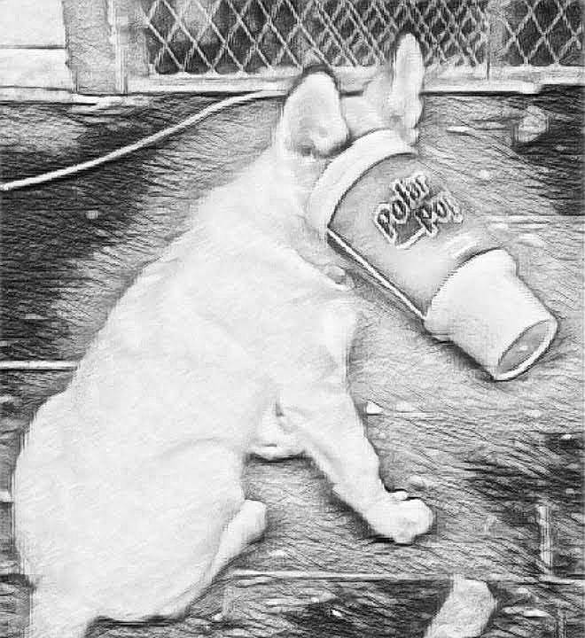 Blü joined the competition — help win amazing prizes! art, black, black_and_white, cat, felidae, foot, fur, gesture, human_leg, mammal, monochrome, monochrome_photography, sidewalk, small_to_medium_sized_cats, snapshot, snout, style, tail, whiskers, white