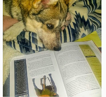 Yuki is registered to the contest to win money with this photo: ancient_dog_breeds, book, carnivore, comfort, companion_dog, dog, dog_breed, font, fur, herding_dog, paper, paper_product, pattern, paw, publication, reading, snapshot, terrestrial_animal, whiskers, working_dog