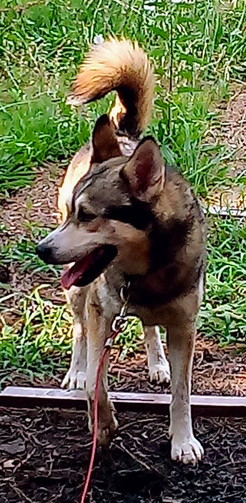 Yuki is registered to the contest to win money with this photo: ancient_dog_breeds, canidae, carnivore, collar, companion_dog, dog, dog_breed, dog_supply, grass, non_sporting_group, pet_supply, plant, recreation, sporting_group, tail, terrestrial_animal, working_animal, working_dog