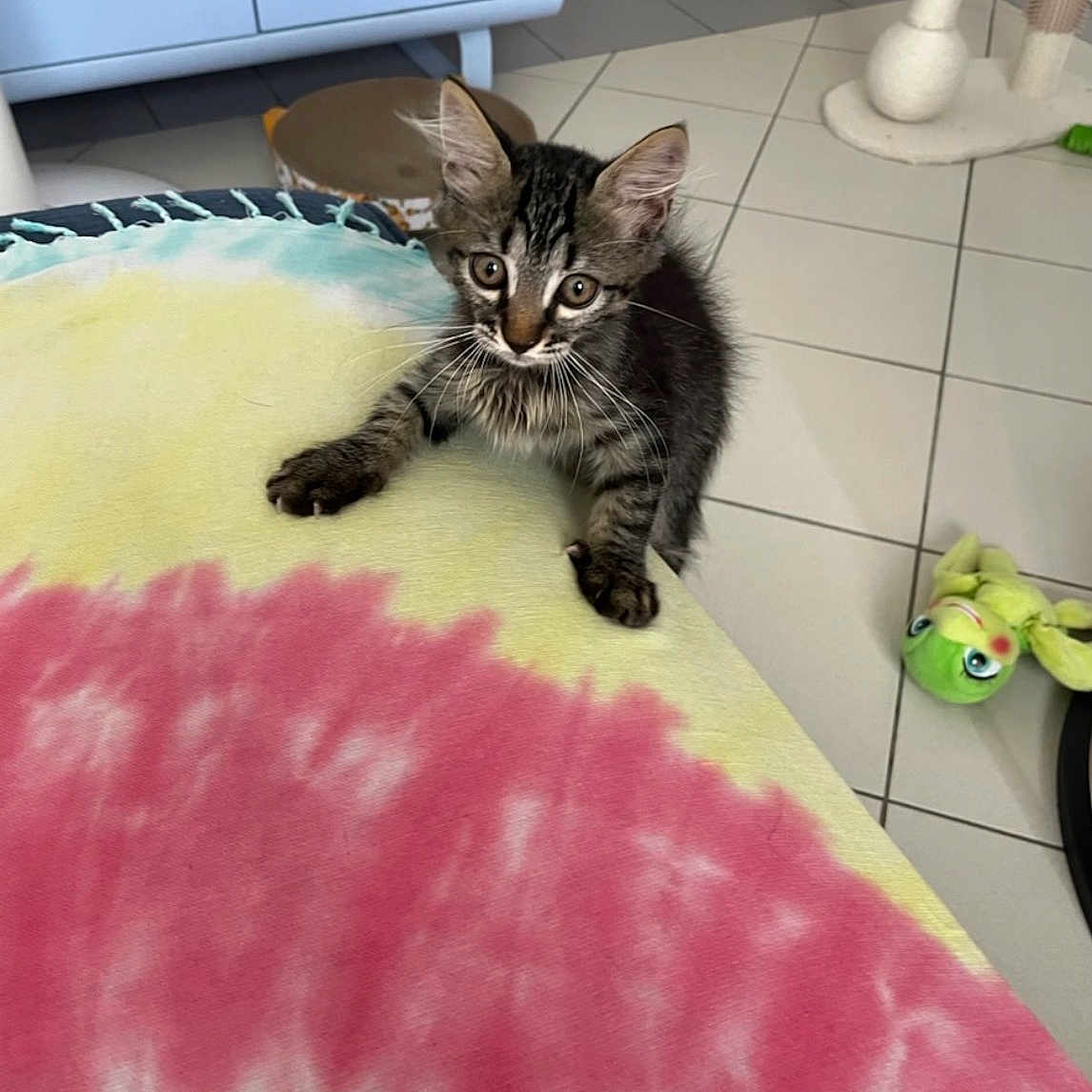 Loki