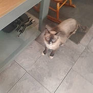 B B is registered to the contest to win money with this photo: cat, siamese_cat, animal, pet, floor, tile_floor, table, chair, indoor, furniture, curious, looking_up, blurred, brown, white, four_legs, tail, domestic_cat, household, cute