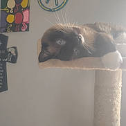 Boo Boo joined the competition — help win amazing prizes! cat, blue_eyes, cat_tree, lounging, indoor, furniture, decor, cross, wall_art, soft_light, whiskers, fluffy, relaxed, pet, animal, home, cozy, beige, black_and_white_cat, daylight