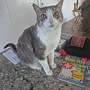 Ruby joined the competition — help win amazing prizes! animal, book, cat, close_up, countertop, curious, domestic, door, floor, furniture, gray_cat, household, indoor, lamp, living_room, pet, puzzle, table, white_cat, word_seek_puzzle