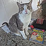 animal, book, cat, close_up, countertop, curious, domestic, door, floor, furniture, gray_cat, household, indoor, lamp, living_room, pet, puzzle, table, white_cat, word_seek_puzzle