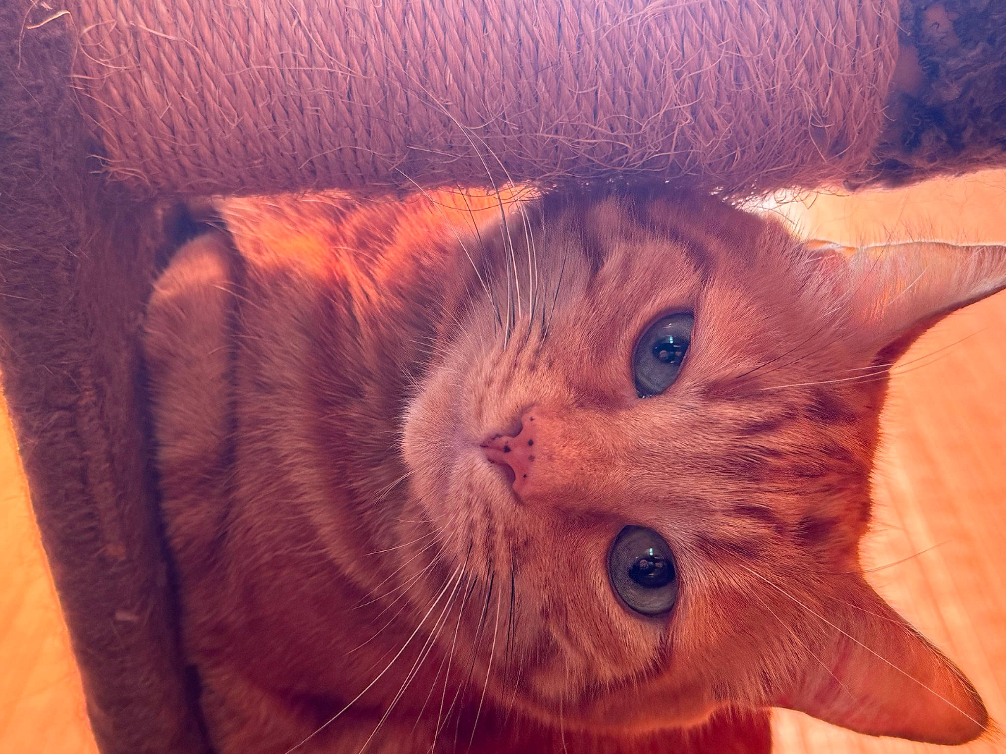 Tyler participe au concours pour gagner de l'argent avec cette photo : carnivore, cat, cloud, domestic_short_haired_cat, ear, fawn, felidae, fur, iris, paw, plant, sky, small_to_medium_sized_cats, snout, tail, whiskers, window, wood