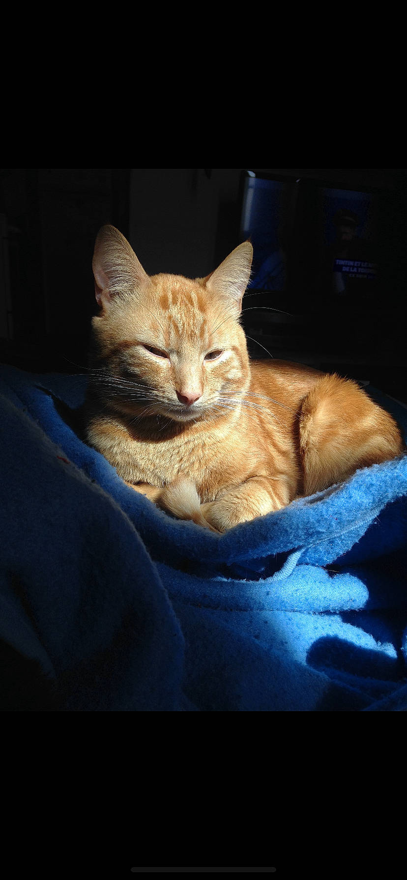 Tyler a rejoint le concours — aidez-le/la à gagner de superbes lots ! carnivore, cat, cat_supply, claw, comfort, domestic_short_haired_cat, electric_blue, eye, fawn, felidae, fur, nap, paw, sitting, small_to_medium_sized_cats, snout, tail, terrestrial_animal, whiskers, wildlife