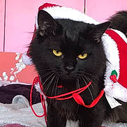 Nicky a rejoint le concours — aidez-le/la à gagner de superbes lots ! black_cat, cat, santa_hat, red_ribbon, pet, animal, indoor, bed, blanket, fur, whiskers, yellow_eyes, holiday, christmas, cozy, pink_wall, purple_blanket, cute, mammal, domestic_animal