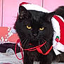 animal, bed, black_cat, blanket, cat, christmas, cozy, cute, domestic_animal, fur, holiday, indoor, mammal, pet, pink_wall, purple_blanket, red_ribbon, santa_hat, whiskers, yellow_eyes