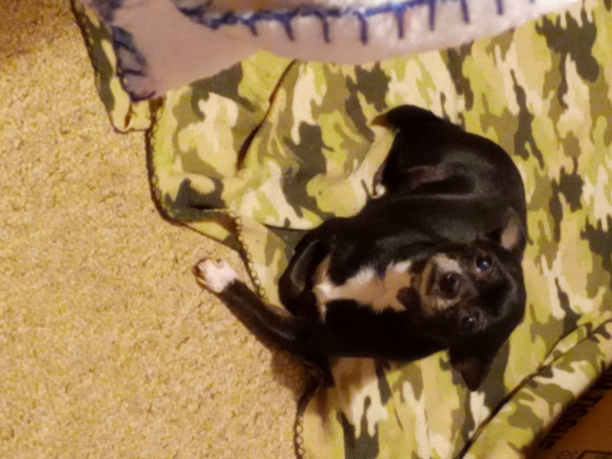 Harley Ray joined the competition — help win amazing prizes! canidae, carnivore, claw, comfort, companion_dog, dog, dog_breed, domestic_short_haired_cat, fawn, felidae, fur, guard_dog, paw, small_to_medium_sized_cats, sporting_group, tail, terrestrial_animal, toy_dog, whiskers, working_animal