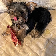 Alex Diaz joined the competition — help win amazing prizes! dog, puppy, pet, chew_toy, blanket, fur, ears, tongue, cute, lying_down, indoor, small_dog, animal, playful, mammal, collar, canine, looking_at_camera, resting, adorable