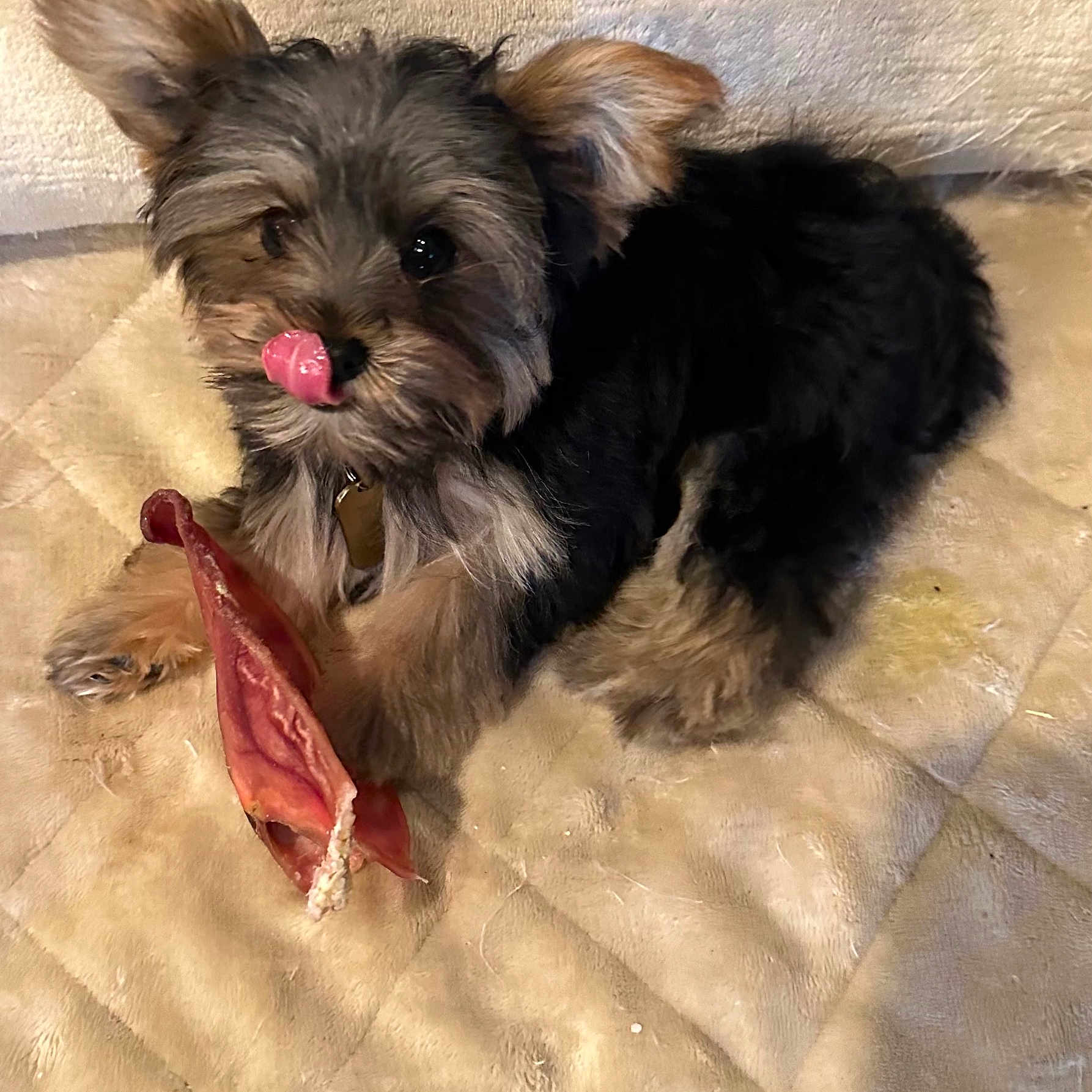 Alex Diaz joined the competition — help win amazing prizes! adorable, animal, blanket, canine, chew_toy, collar, cute, dog, ears, fur, indoor, looking_at_camera, lying_down, mammal, pet, playful, puppy, resting, small_dog, tongue