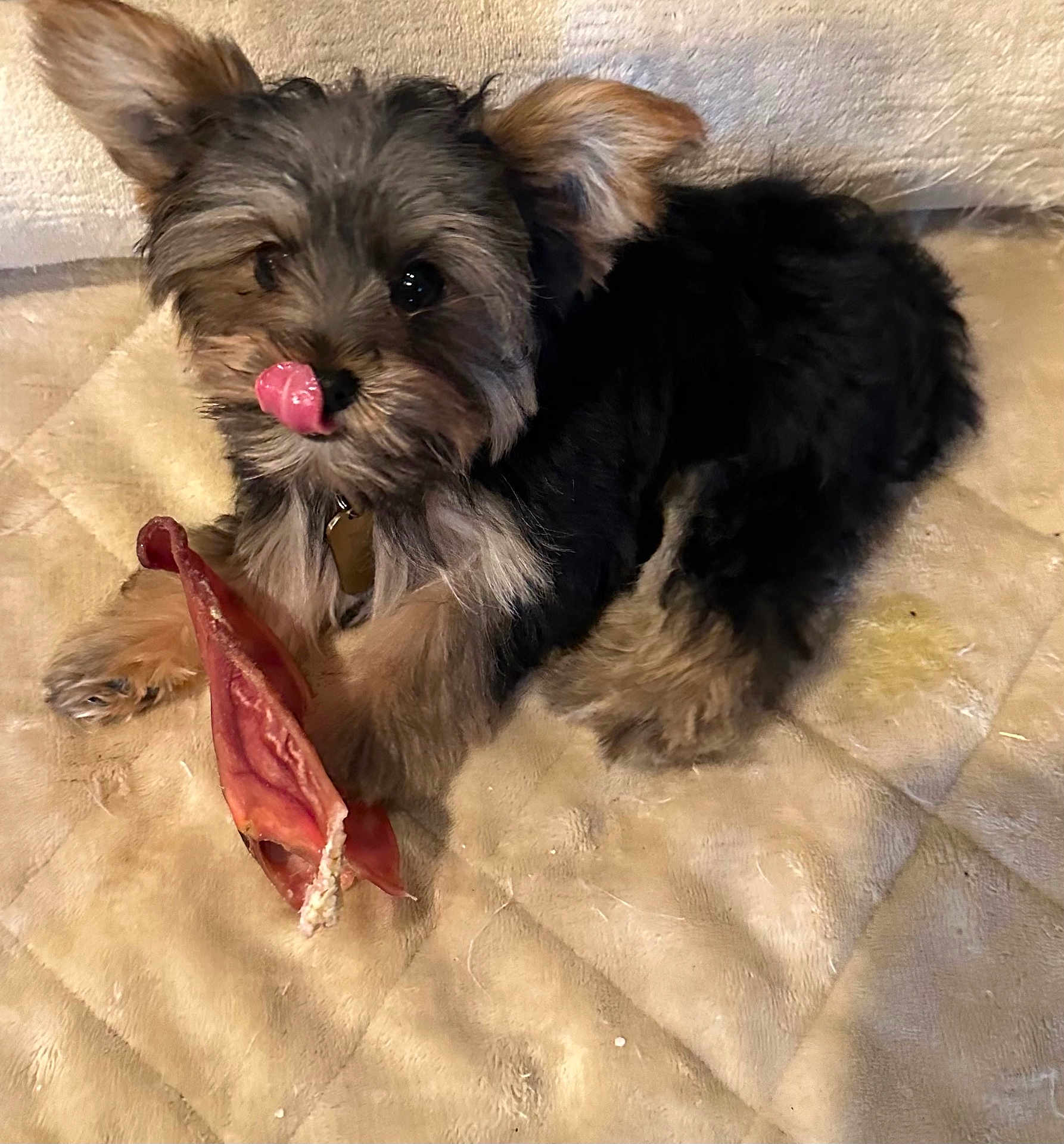 Alex Diaz joined the competition — help win amazing prizes! dog, puppy, pet, chew_toy, blanket, fur, ears, tongue, cute, lying_down, indoor, small_dog, animal, playful, mammal, collar, canine, looking_at_camera, resting, adorable