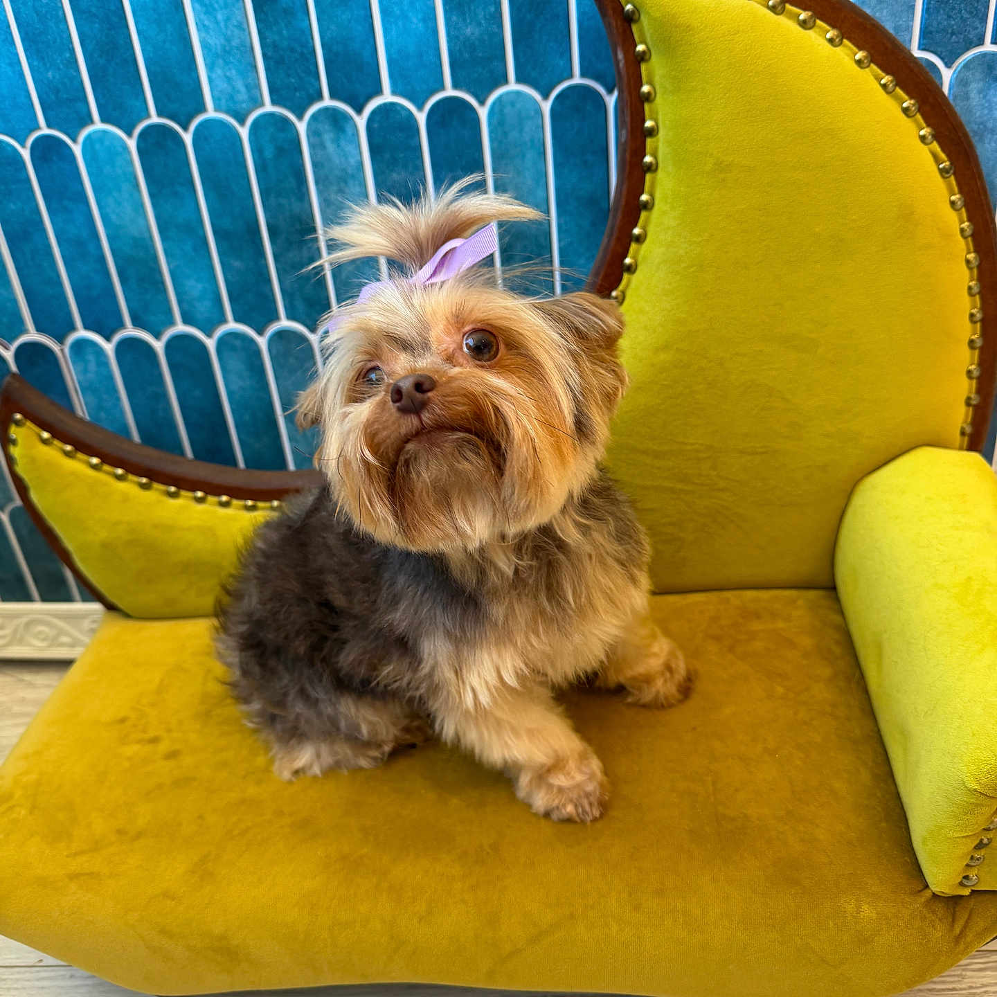 Coco Loco is registered to the contest to win money with this photo: armchair, black_fur, blue_background, brown_fur, canine, chair, dog, fluffy, furniture, hair_bow, indoor, long_hair, mustard, pet, photography, portrait, sitting, small_dog, yellow, yorkshire_terrier
