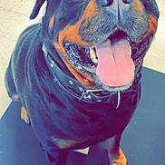 𝙰𝚕𝚒 joined the competition — help win amazing prizes! black_and_tan, brown_eyes, close_up, collar, cute, dark_seat, dog, front_view, happy, indoor, open_mouth, pet, photography, portrait, rottweiler, short_hair, sitting, smiling, tile_floor, tongue_out