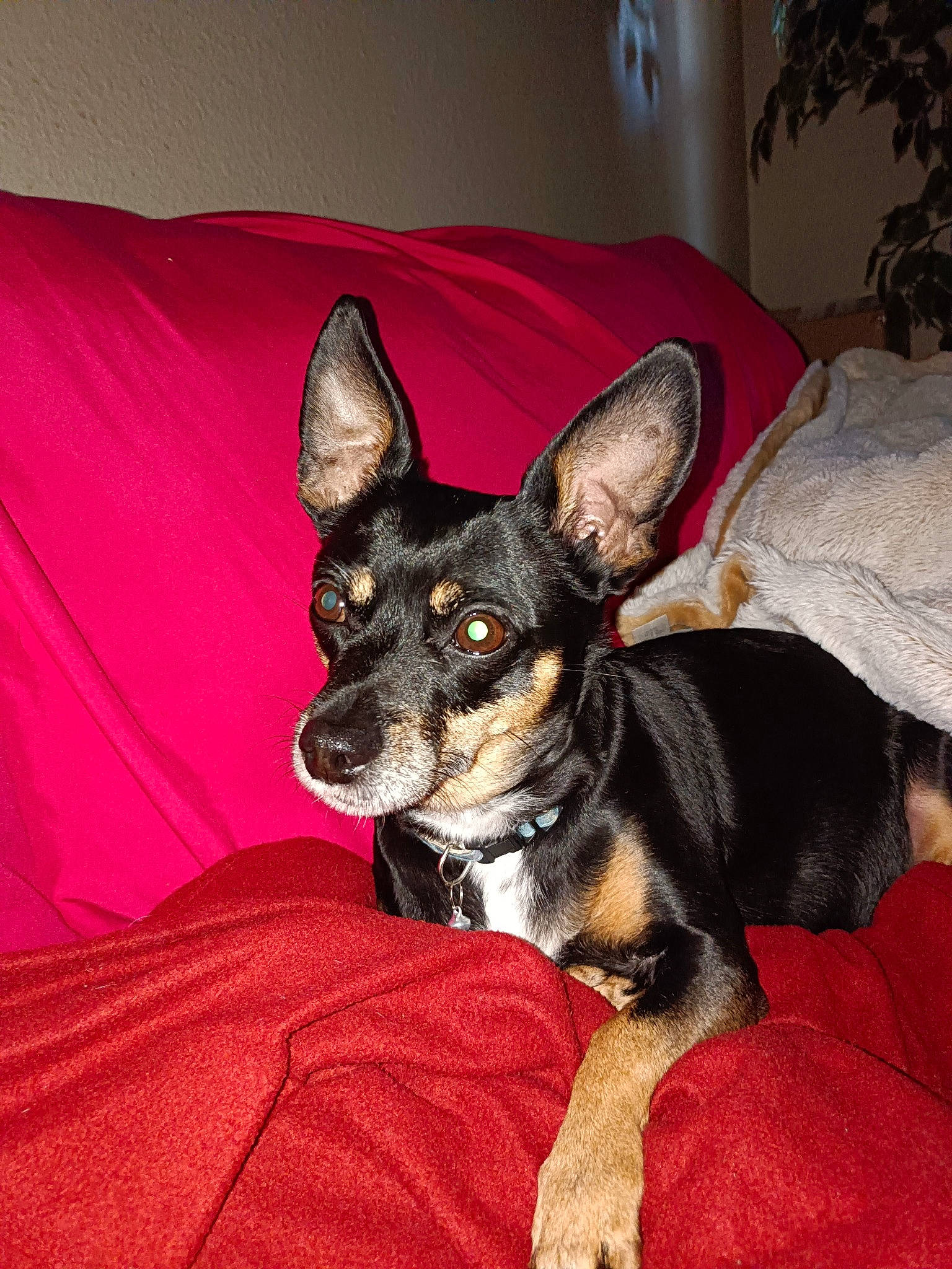 Juliette Jones joined the competition — help win amazing prizes! canidae, carnivore, comfort, companion_dog, corgi_chihuahua, dog, dog_breed, dog_supply, ear, fawn, houseplant, plant, prazsky_krysarik, russkiy_toy, snout, sporting_group, toy_dog, whiskers, working_animal