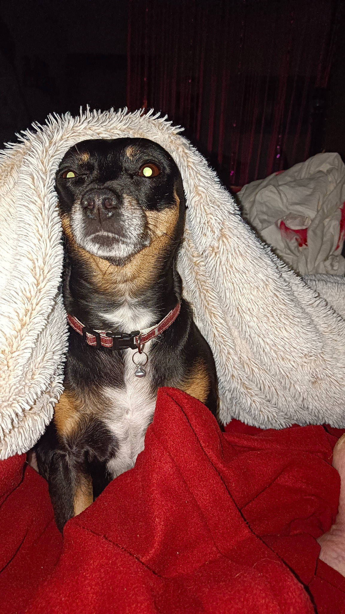 Juliette Jones joined the competition — help win amazing prizes! brown, canidae, carnivore, collar, companion_dog, dog, dog_breed, dog_collar, dog_supply, fawn, fur, leash, liver, pet_supply, snout, sporting_group, terrestrial_animal, toy_dog, whiskers, working_animal