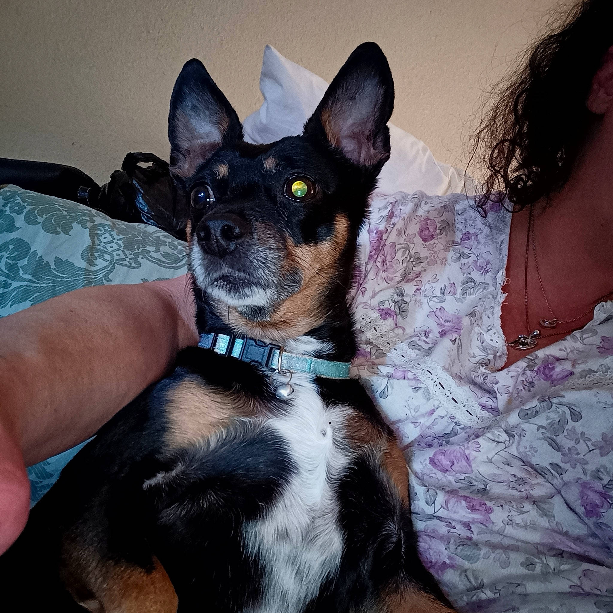 Juliette joined the competition — help win amazing prizes! canidae, carnivore, collar, comfort, companion_dog, dog, dog_breed, ear, fawn, fur, jewellery, non_sporting_group, prazsky_krysarik, snout, sporting_group, toy_dog, whiskers, working_animal, working_dog