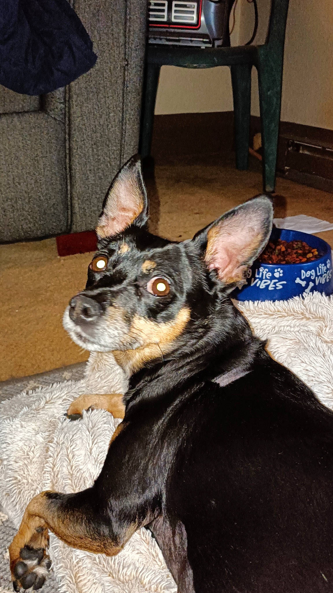 Juliette is registered to the contest to win money with this photo: canidae, carnivore, chair, companion_dog, dog, dog_breed, ear, fawn, fur, guard_dog, pinscher, prazsky_krysarik, snout, sporting_group, toy_dog, whiskers, working_animal, working_dog