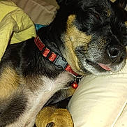 Juliette is registered to the contest to win money with this photo: dog, sleeping, paw, collar, couch, blanket, indoor, pet, closeup, resting, animal, black, brown, fur, cute, domestic, companion, relaxed, tongue_out, cozy