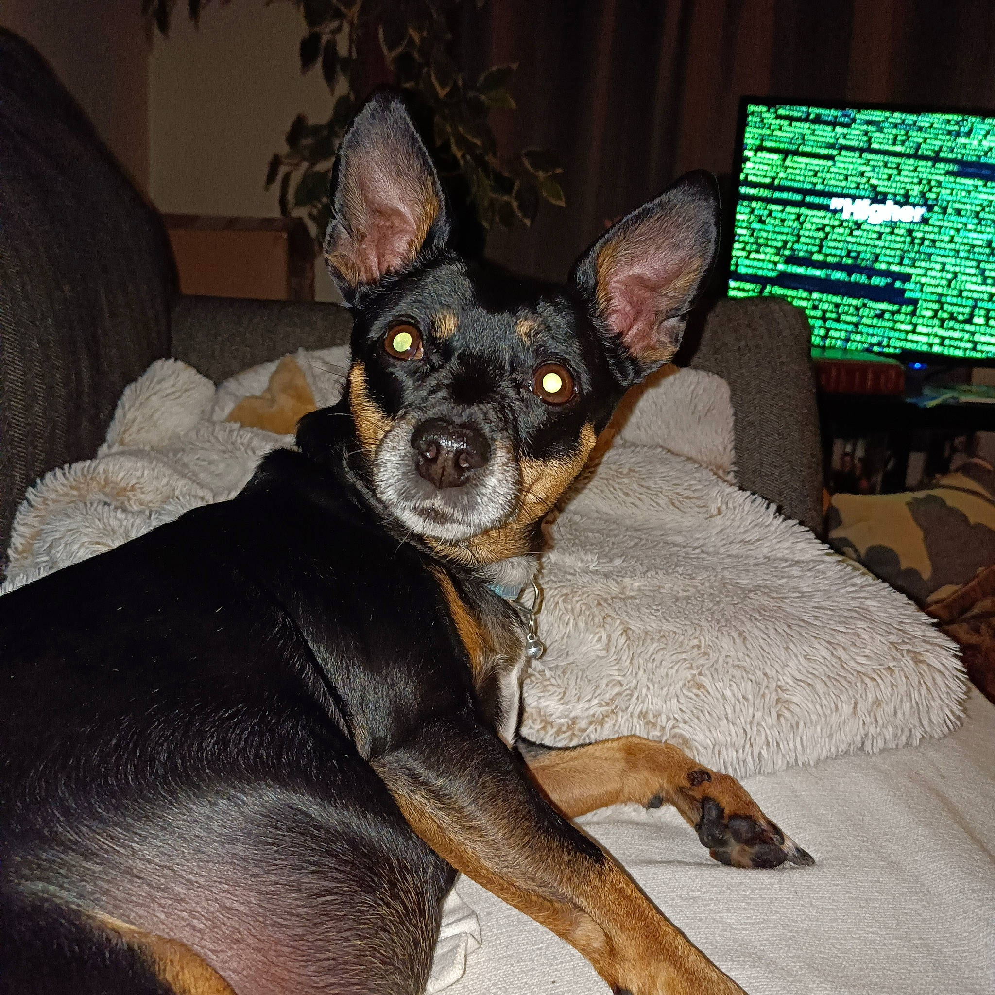 Juliette joined the competition — help win amazing prizes! canidae, carnivore, comfort, companion_dog, couch, dog, dog_breed, ear, fawn, fur, furniture, guard_dog, houseplant, prazsky_krysarik, russkiy_toy, snout, sporting_group, toy_dog, whiskers, working_animal