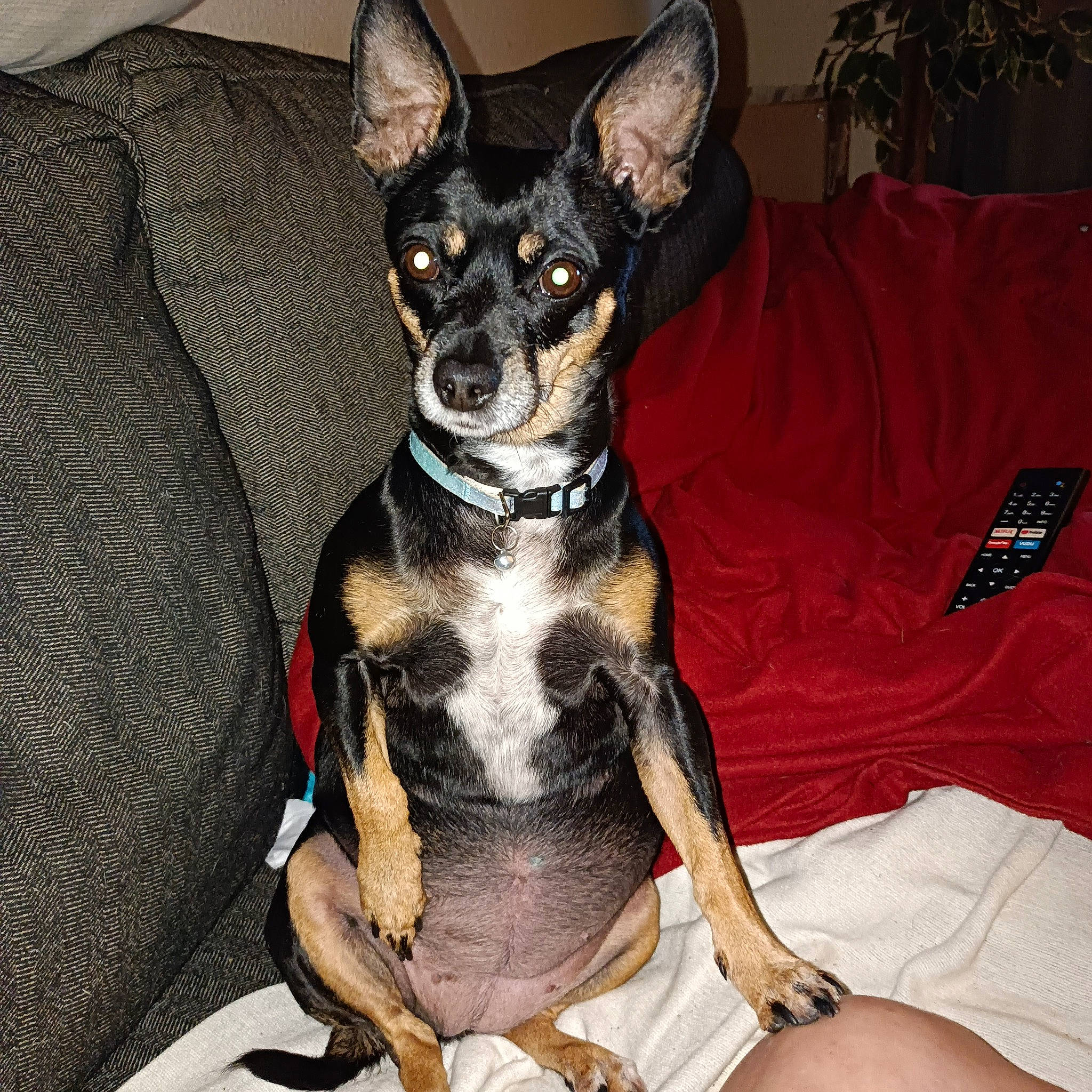 Juliette is registered to the contest to win money with this photo: canidae, carnivore, comfort, companion_dog, dog, dog_breed, fawn, houseplant, non_sporting_group, plant, prazsky_krysarik, snout, sporting_group, toy_dog, whiskers, working_animal