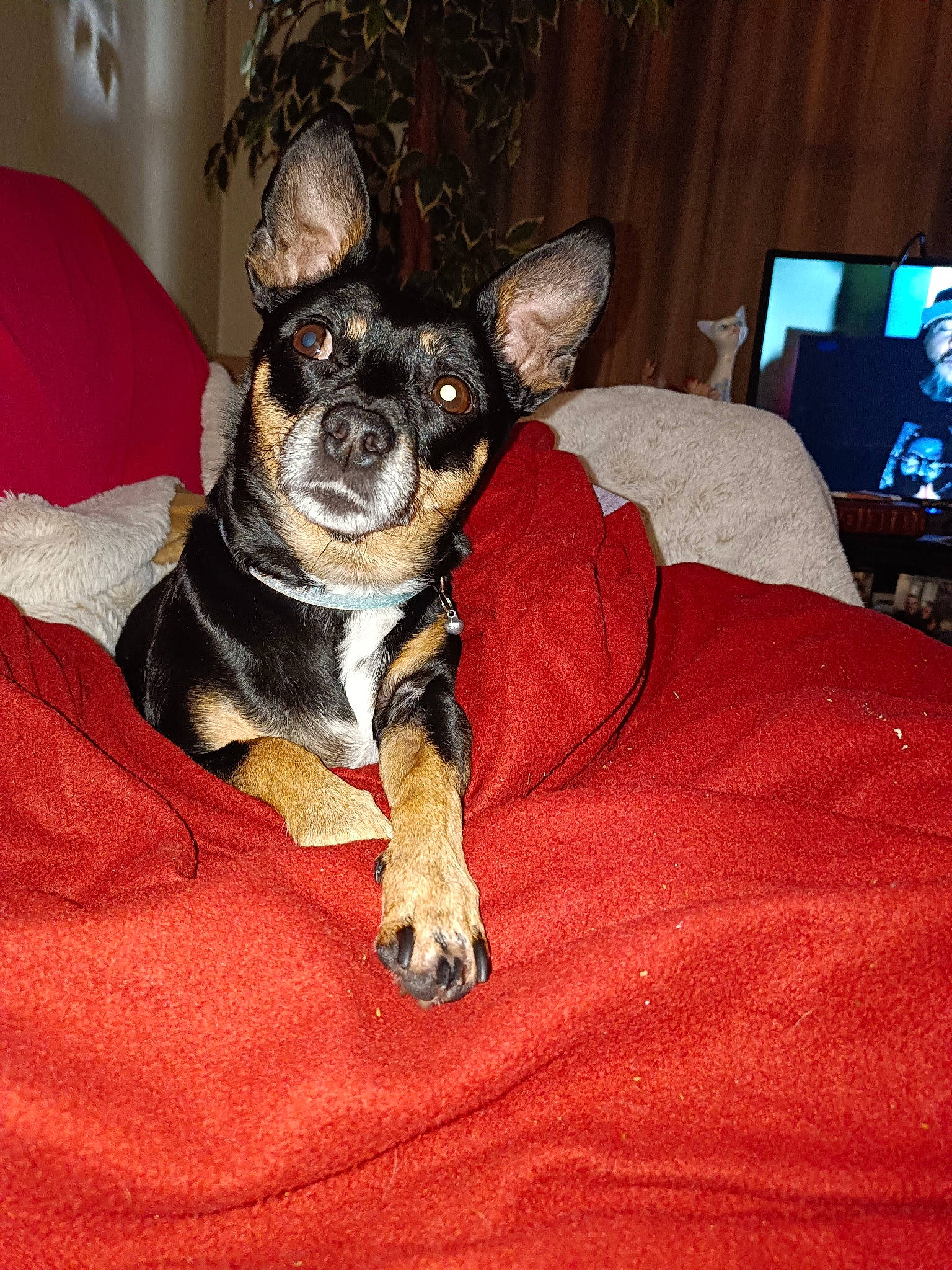Juliette is registered to the contest to win money with this photo: bed, canidae, carnivore, chihuahua, comfort, companion_dog, couch, dog, dog_breed, ear, fawn, fur, linens, russkiy_toy, snout, sporting_group, television, toy_dog, whiskers, working_animal