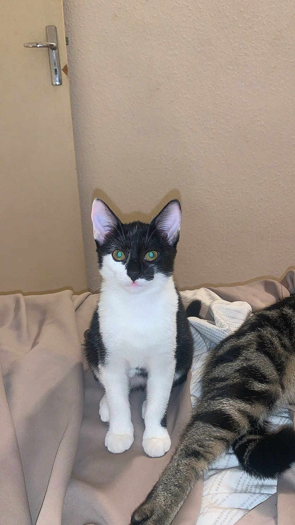 Nala participe au concours pour gagner de l'argent avec cette photo : cat, kitten, black_and_white, tabby, pet, indoor, bed, blanket, feline, animal, cute, sitting, looking, young, whiskers, ears, tail, fur, domestic, companion