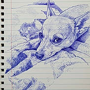 Bella joined the competition — help win amazing prizes! drawing, pen_drawing, blue_ink, notebook, lined_paper, spiral_binding, dog, chihuahua, pet, portrait, fur, eyes, nose, ear, sketch, art, illustration, handmade, shading, stationery