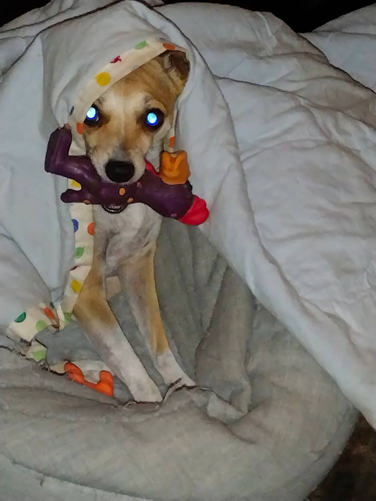 Bella joined the competition — help win amazing prizes! bed, blanket, brown_fur, cozy, cute, dog, fabric, flash, glowing_eyes, hood, indoor, looking_at_camera, paws, pet_bed, polka_dot, portrait, snout, stuffed_toy, toy, white_fur