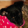 black_coat, carpet, close_up, cozy, cute, dog, ear, eyes, fleece, indoor, looking_up, muzzle, nose, paw, pet, pink_sweater, polka_dot, portrait, puppy, small_dog