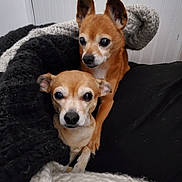 Mia And Peanut joined the competition — help win amazing prizes! dog, small_dog, pet, cute, snuggling, blanket, knitted_blanket, brown_dog, fur, indoor, cozy, close_up, two_dogs, companion, animal, ears, face, resting, looking, domestic_animal