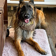 Taly participe au concours pour gagner de l'argent avec cette photo : dog, canine, pet, indoor, fur, tongue, happy, lying_down, floor, wooden_floor, rug, brown_fur, black_fur, ears, animal, muzzle, paw, domestic_animal, companion, relaxed