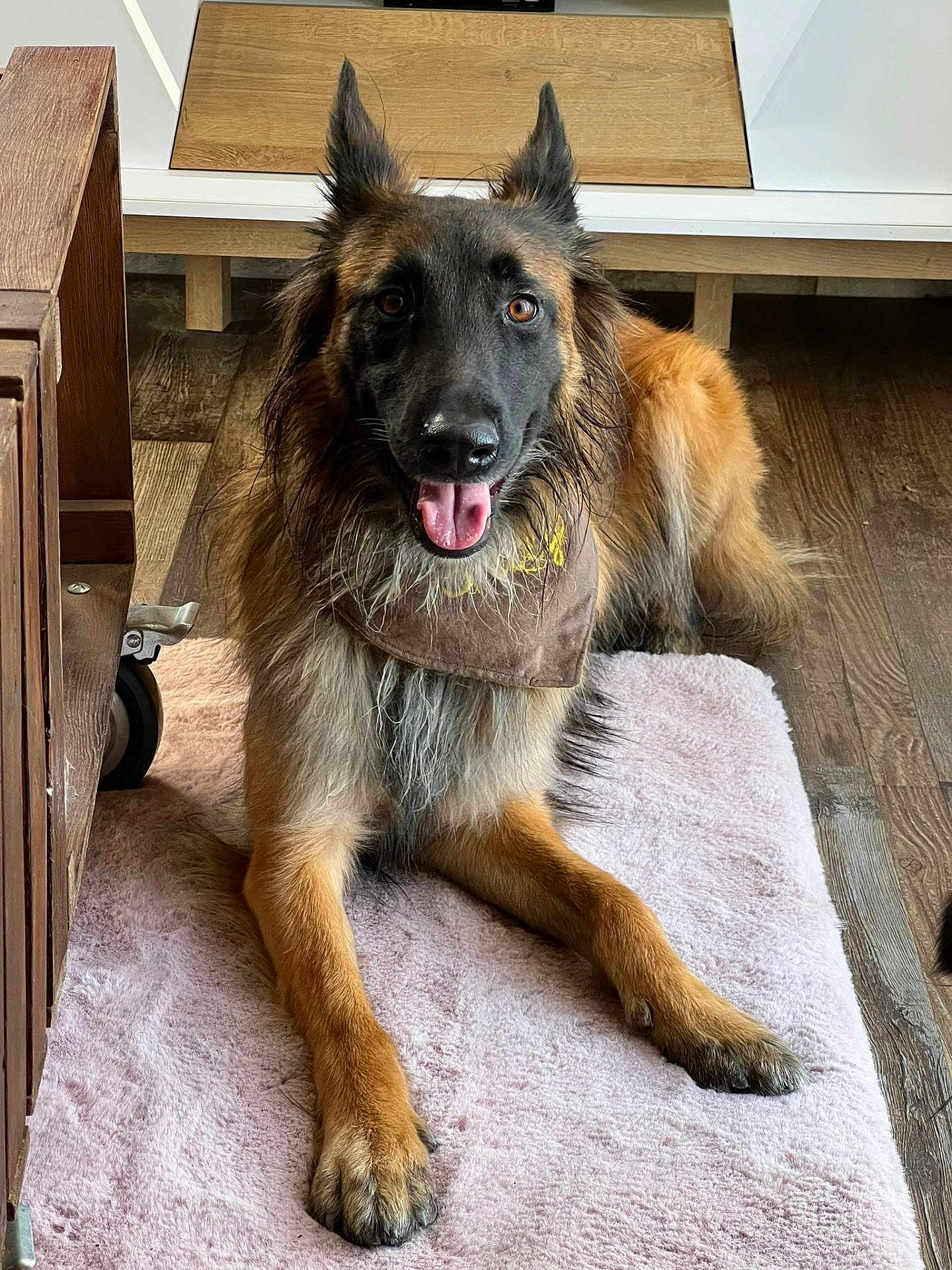 Taly participe au concours pour gagner de l'argent avec cette photo : dog, canine, pet, indoor, fur, tongue, happy, lying_down, floor, wooden_floor, rug, brown_fur, black_fur, ears, animal, muzzle, paw, domestic_animal, companion, relaxed
