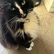Romeo is registered to the contest to win money with this photo: cat, black_and_white, fluffy, pet, indoor, carpet, whiskers, green_eyes, collar, hand, furniture, curious, close_up, animal, domestic_cat, sitting, soft_fur, cute, whisker, feline