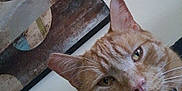 Sunny is registered to the contest to win money with this photo: abstract_art, animal, cat, close_up, collar, ears, eye, face, feline, fur, ginger_cat, home, indoor, nose, painting, pet, portrait, relaxed, wall, whiskers