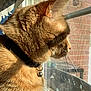 Sunny joined the competition — help win amazing prizes! animal, bell, brick_wall, cat, closeup, collar, curious, daylight, feline, fur, indoor, looking_out, orange_cat, outdoor_furniture, pet, profile, sunlight, tabby, whiskers, window
