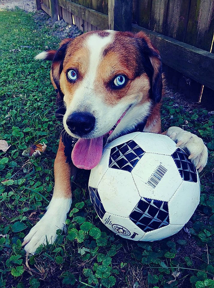 Jakey joined the competition — help win amazing prizes! ball, beagle, canidae, carnivore, companion_dog, danish_swedish_farmdog, dog, dog_breed, grass, jack_russell_terrier, mammal, parson_russell_terrier, puppy, rat_terrier, russell_terrier, soccer_ball